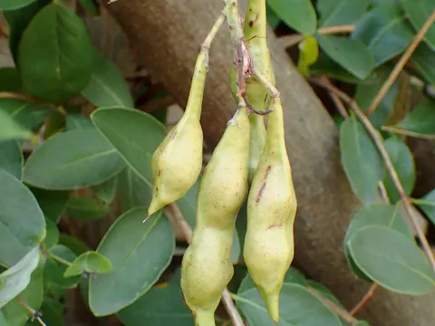 Amerikanischer Blauregen (Wisteria frutescens)