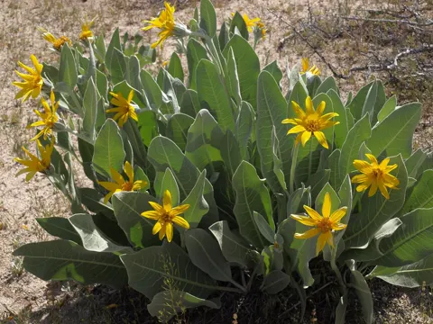 Woolly Mule's Ears