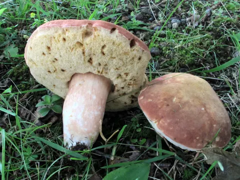 Xanthoconium purpureum (Xanthoconium purpureum)