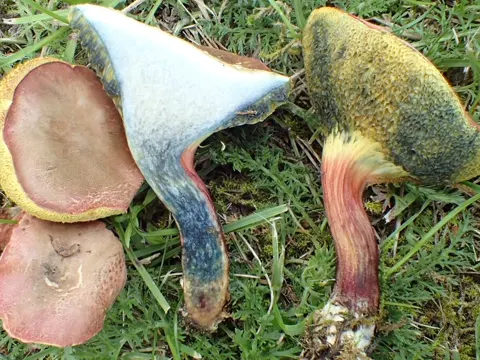 Starkblauender Rotfußröhrling (Xerocomellus cisalpinus)