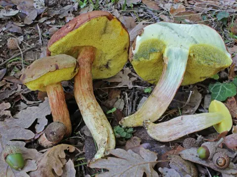 Ziegenlippe (Xerocomus subtomentosus)