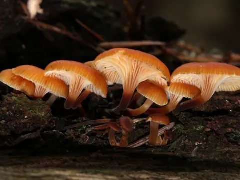 Geselliger Glöckchennabeling (Xeromphalina campanella)