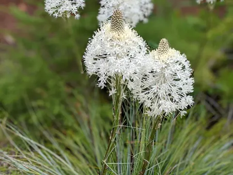 Seifenpflanze (Xerophyllum tenax)