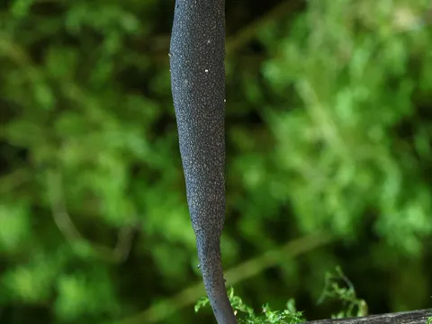 Langstieliges Holzkeulchen (Xylaria longipes)