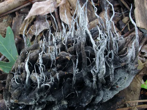 Höckiger Ästling (Xylaria magnoliae)
