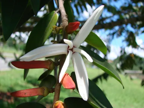Brazilian Pepper