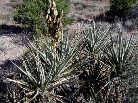 Datil Yucca