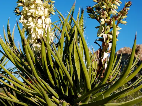 Mojave-Yucca