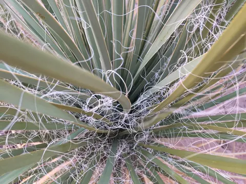 Utah Yucca