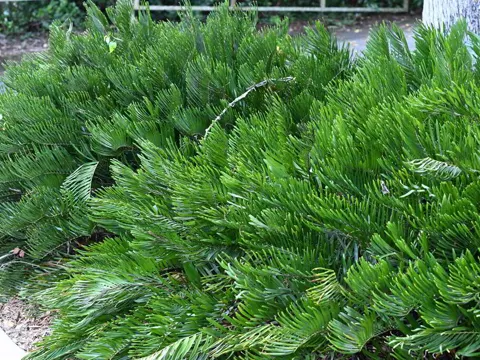 Coontie