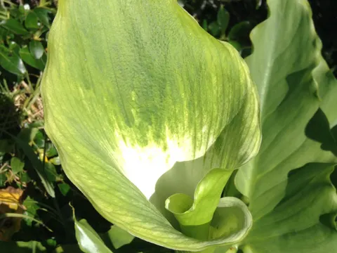 Kalla (Zantedeschia aethiopica)