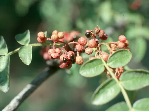 Northern Prickly Ash