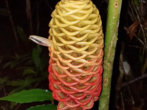 Shampoo Ginger