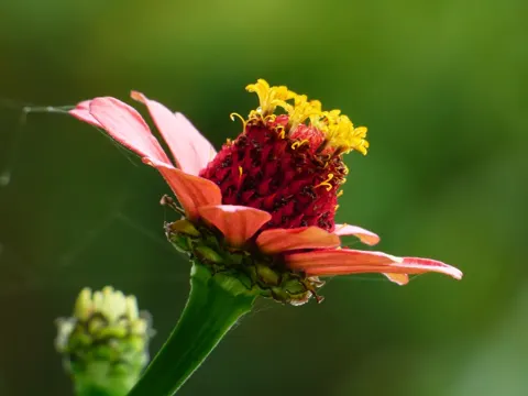 Garten-Zinnie (Zinnia elegans)