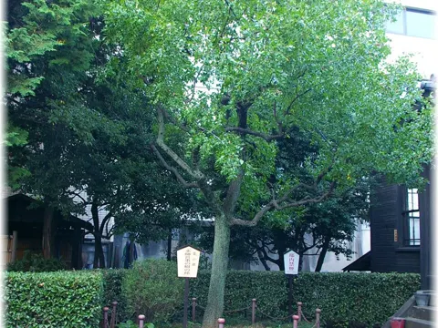 Chinesische Dattel (Ziziphus jujuba)
