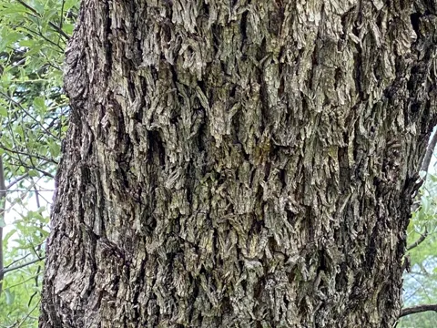 Buffalo Thorn